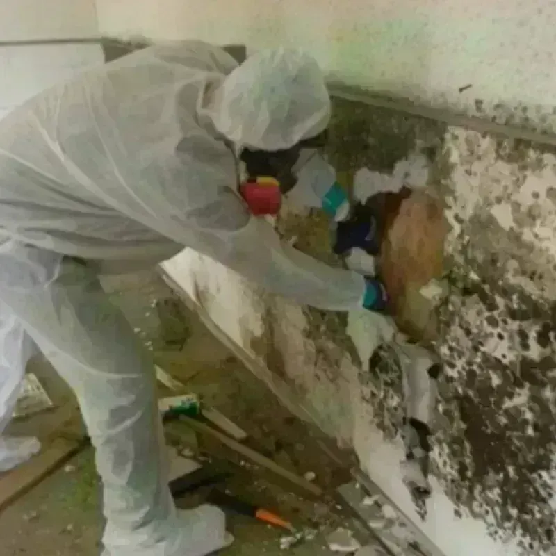 Mold Remediation and Removal in Carrollton, KY